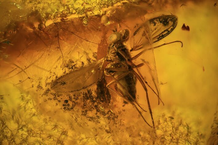 Detailed Fossil Fly (Diptera) In Baltic Amber #48234